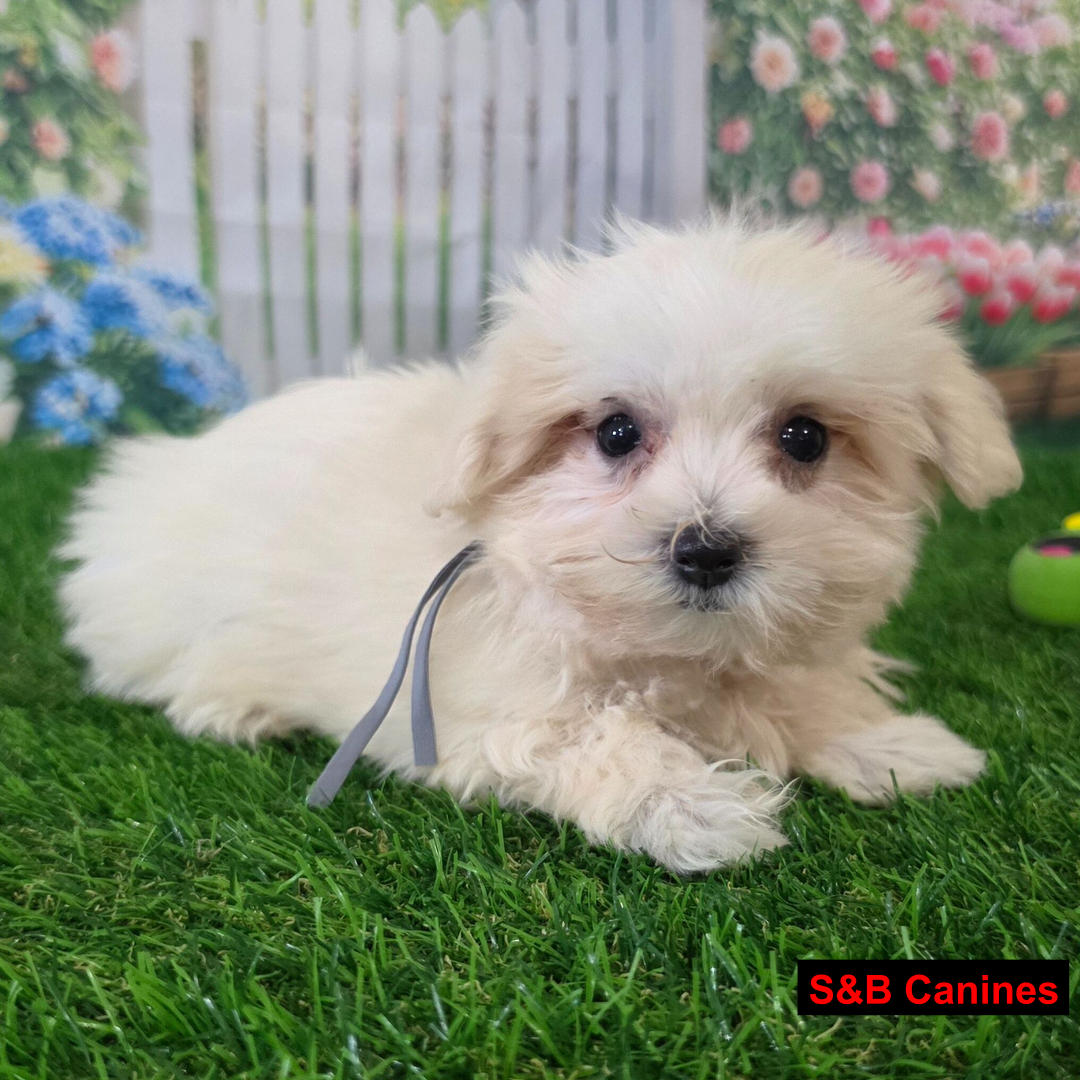 Puppy Image